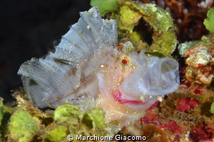 Leaffish. Gangga
Nikon D800E , 105 macro , two strobo
 by Marchione Giacomo 